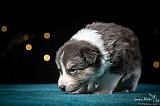 Canine Photography www.k9action.eu FOTOGRAFIA PSW | CANINE PHOTOGRAPHY