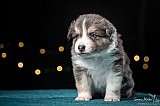 Canine Photography www.k9action.eu FOTOGRAFIA PSW | CANINE PHOTOGRAPHY