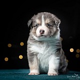 Canine Photography www.k9action.eu FOTOGRAFIA PSW | CANINE PHOTOGRAPHY