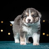 Canine Photography www.k9action.eu FOTOGRAFIA PSW | CANINE PHOTOGRAPHY