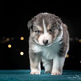 Canine Photography www.k9action.eu FOTOGRAFIA PSW | CANINE PHOTOGRAPHY