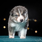 Canine Photography www.k9action.eu FOTOGRAFIA PSW | CANINE PHOTOGRAPHY