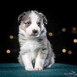 Canine Photography www.k9action.eu FOTOGRAFIA PSW | CANINE PHOTOGRAPHY