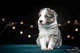 Canine Photography www.k9action.eu FOTOGRAFIA PSW | CANINE PHOTOGRAPHY