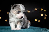 Canine Photography www.k9action.eu FOTOGRAFIA PSW | CANINE PHOTOGRAPHY