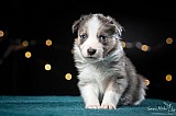 Canine Photography www.k9action.eu FOTOGRAFIA PSW | CANINE PHOTOGRAPHY