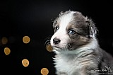Canine Photography www.k9action.eu FOTOGRAFIA PSW | CANINE PHOTOGRAPHY