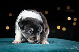 Canine Photography www.k9action.eu FOTOGRAFIA PSW | CANINE PHOTOGRAPHY