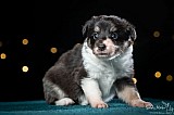 Canine Photography www.k9action.eu FOTOGRAFIA PSW | CANINE PHOTOGRAPHY