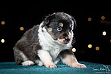 Canine Photography www.k9action.eu FOTOGRAFIA PSW | CANINE PHOTOGRAPHY