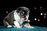 Canine Photography www.k9action.eu FOTOGRAFIA PSW | CANINE PHOTOGRAPHY