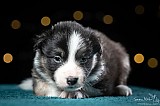 Canine Photography www.k9action.eu FOTOGRAFIA PSW | CANINE PHOTOGRAPHY