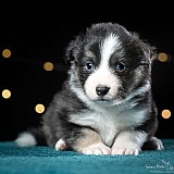 Canine Photography www.k9action.eu FOTOGRAFIA PSW | CANINE PHOTOGRAPHY