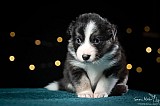 Canine Photography www.k9action.eu FOTOGRAFIA PSW | CANINE PHOTOGRAPHY