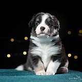 Canine Photography www.k9action.eu FOTOGRAFIA PSW | CANINE PHOTOGRAPHY