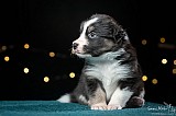 Canine Photography www.k9action.eu FOTOGRAFIA PSW | CANINE PHOTOGRAPHY