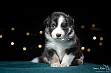 Canine Photography www.k9action.eu FOTOGRAFIA PSW | CANINE PHOTOGRAPHY