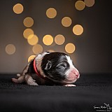 Canine Photography www.k9action.eu FOTOGRAFIA PSW | CANINE PHOTOGRAPHY