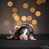 Canine Photography www.k9action.eu FOTOGRAFIA PSW | CANINE PHOTOGRAPHY