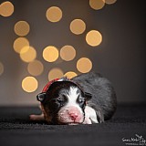 Canine Photography www.k9action.eu FOTOGRAFIA PSW | CANINE PHOTOGRAPHY