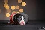 Canine Photography www.k9action.eu FOTOGRAFIA PSW | CANINE PHOTOGRAPHY