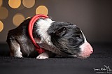 Canine Photography www.k9action.eu FOTOGRAFIA PSW | CANINE PHOTOGRAPHY