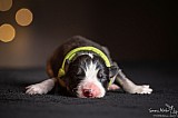Canine Photography www.k9action.eu FOTOGRAFIA PSW | CANINE PHOTOGRAPHY
