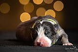 Canine Photography www.k9action.eu FOTOGRAFIA PSW | CANINE PHOTOGRAPHY