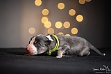Canine Photography www.k9action.eu FOTOGRAFIA PSW | CANINE PHOTOGRAPHY