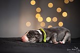 Canine Photography www.k9action.eu FOTOGRAFIA PSW | CANINE PHOTOGRAPHY