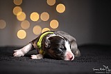 Canine Photography www.k9action.eu FOTOGRAFIA PSW | CANINE PHOTOGRAPHY