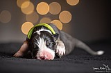 Canine Photography www.k9action.eu FOTOGRAFIA PSW | CANINE PHOTOGRAPHY