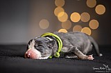 Canine Photography www.k9action.eu FOTOGRAFIA PSW | CANINE PHOTOGRAPHY