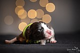 Canine Photography www.k9action.eu FOTOGRAFIA PSW | CANINE PHOTOGRAPHY