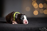 Canine Photography www.k9action.eu FOTOGRAFIA PSW | CANINE PHOTOGRAPHY