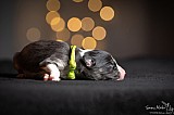 Canine Photography www.k9action.eu FOTOGRAFIA PSW | CANINE PHOTOGRAPHY