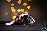 Canine Photography www.k9action.eu FOTOGRAFIA PSW | CANINE PHOTOGRAPHY