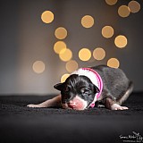 Canine Photography www.k9action.eu FOTOGRAFIA PSW | CANINE PHOTOGRAPHY