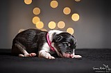 Canine Photography www.k9action.eu FOTOGRAFIA PSW | CANINE PHOTOGRAPHY