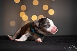 Canine Photography www.k9action.eu FOTOGRAFIA PSW | CANINE PHOTOGRAPHY