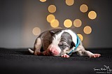 Canine Photography www.k9action.eu FOTOGRAFIA PSW | CANINE PHOTOGRAPHY