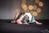 Canine Photography www.k9action.eu FOTOGRAFIA PSW | CANINE PHOTOGRAPHY