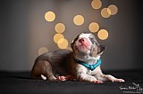 Canine Photography www.k9action.eu FOTOGRAFIA PSW | CANINE PHOTOGRAPHY