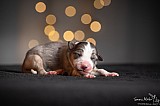 Canine Photography www.k9action.eu FOTOGRAFIA PSW | CANINE PHOTOGRAPHY