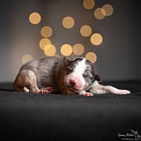 Canine Photography www.k9action.eu FOTOGRAFIA PSW | CANINE PHOTOGRAPHY