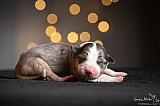 Canine Photography www.k9action.eu FOTOGRAFIA PSW | CANINE PHOTOGRAPHY