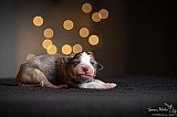 Canine Photography www.k9action.eu FOTOGRAFIA PSW | CANINE PHOTOGRAPHY