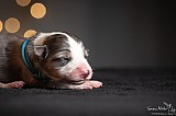 Canine Photography www.k9action.eu FOTOGRAFIA PSW | CANINE PHOTOGRAPHY