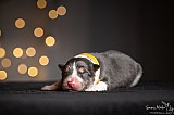 Canine Photography www.k9action.eu FOTOGRAFIA PSW | CANINE PHOTOGRAPHY