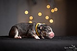 Canine Photography www.k9action.eu FOTOGRAFIA PSW | CANINE PHOTOGRAPHY